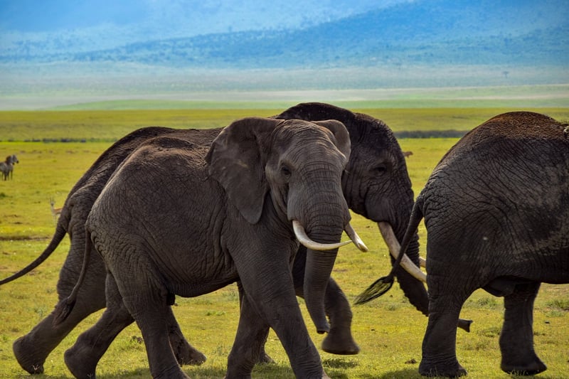 Elephant in the wild